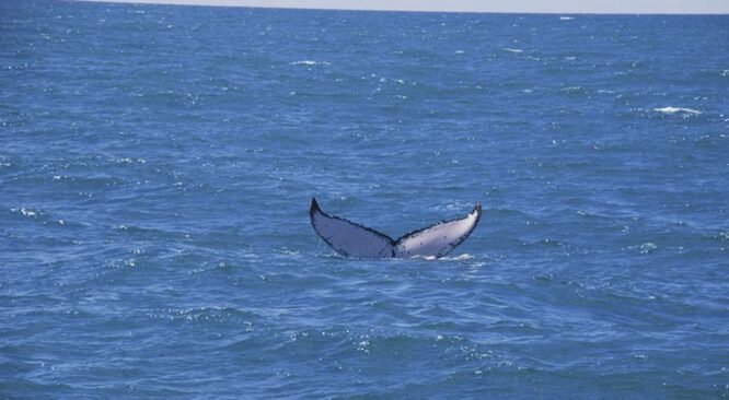 La Torre Resort apoia Passeio de Observação de Baleias